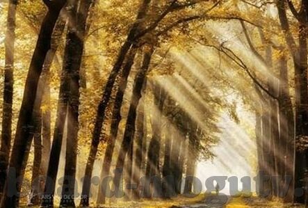 糖心vlog兑换码论坛-探索糖心Vlog的奇迹之旅，解锁兑换码论坛的无限魅力